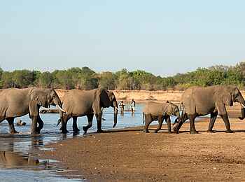 Puku Ridge Camp: Walking Safari mit Elefantenbegegnung Puku Ridge Camp: Walking Safari mit Elefantenbegegnung