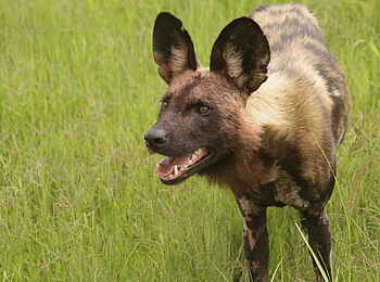 Sango Safari Camp: Wildhunde