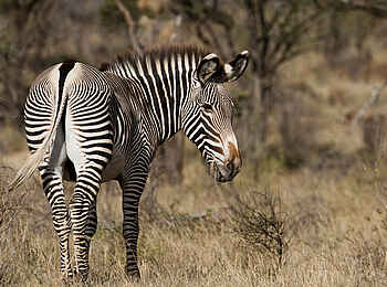 Saruni Samburu: Grevyzebra