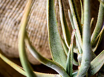 Singita Lebombo Lodge: Aloe Vera Pflanze