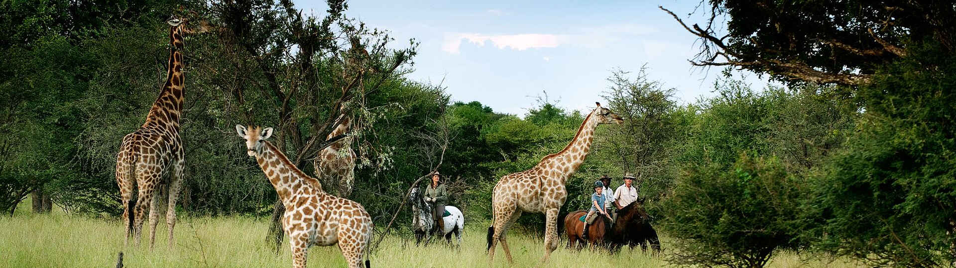 Giraffenbegegnung beim Reitausflug