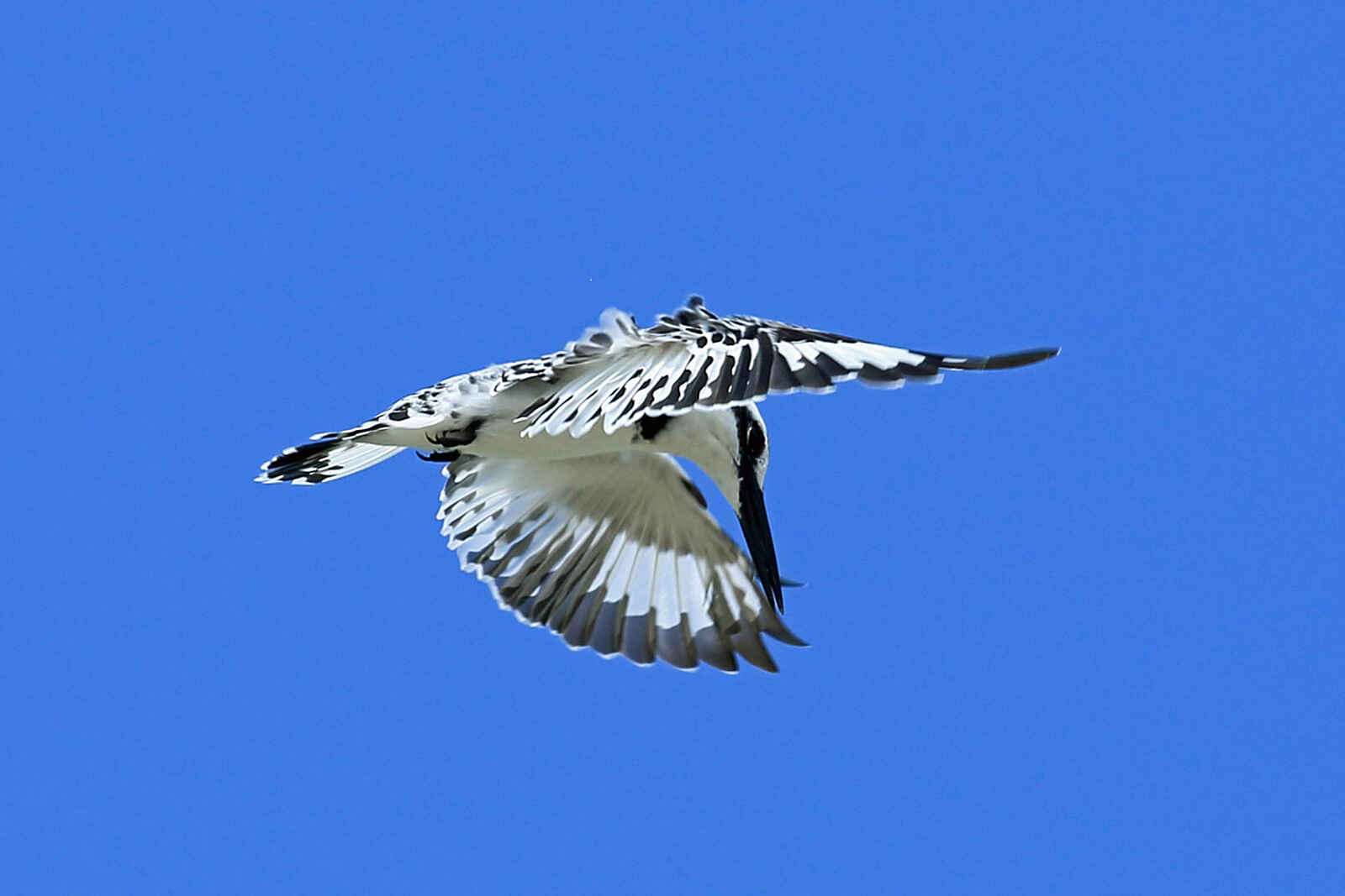 The Manta Resort: Graufischer im Flug The Manta Resort: Graufischer im Flug