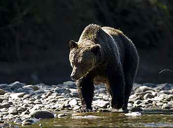 Tweedsmuir Park Lodge: Grizzly am Atnarko River