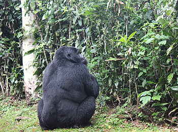 Volcanoes Bwindi Lodge: Gorilla mit breiten Schultern