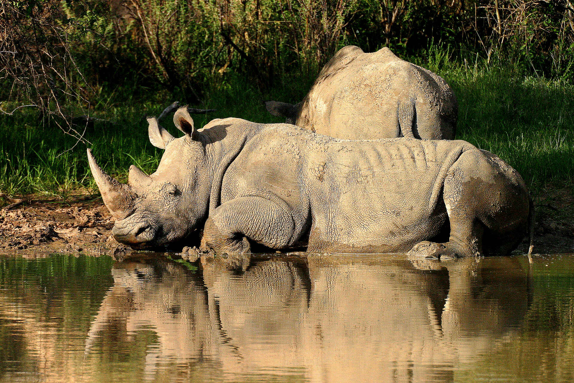 Waterberg Plateau Lodge, Breitmaulnashorn, Tiere