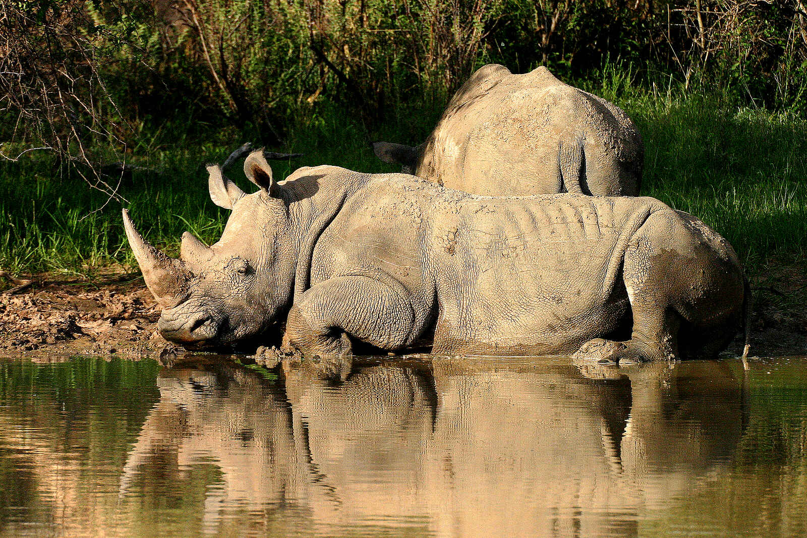 Waterberg Plateau Lodge: Breitmaulnashörner am Wasser Waterberg Plateau Lodge: Breitmaulnashörner am Wasser