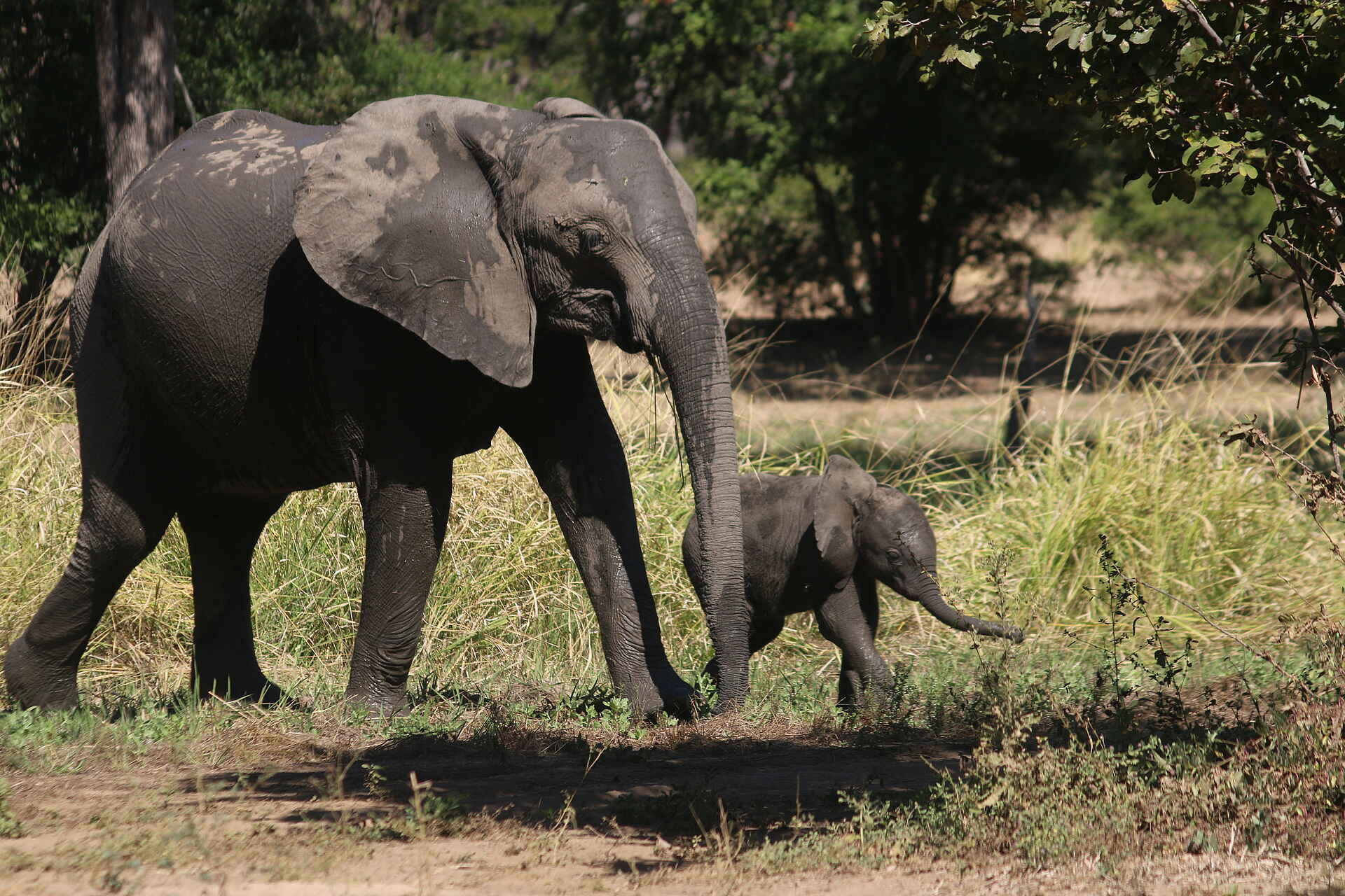 Bushlife Safaris, Chitake Springs, Chitake Tented Camp, Mana Pools National Park, Elefanten, Game Drive, Tierbeobachtung, Walking Safari, Afrikarma, Afrikarma Safaris, Afrikarma Safaris. Wildnis. Hautnah., Afrikarma.de