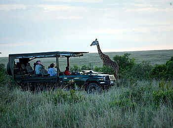 Ilkeliani Camp: Giraffe auf einer Pirschfahrt Ilkeliani Camp: Giraffe auf einer Pirschfahrt