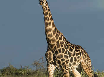 Leopard Plains: Giraffenbulle Leopard Plains: Giraffenbulle