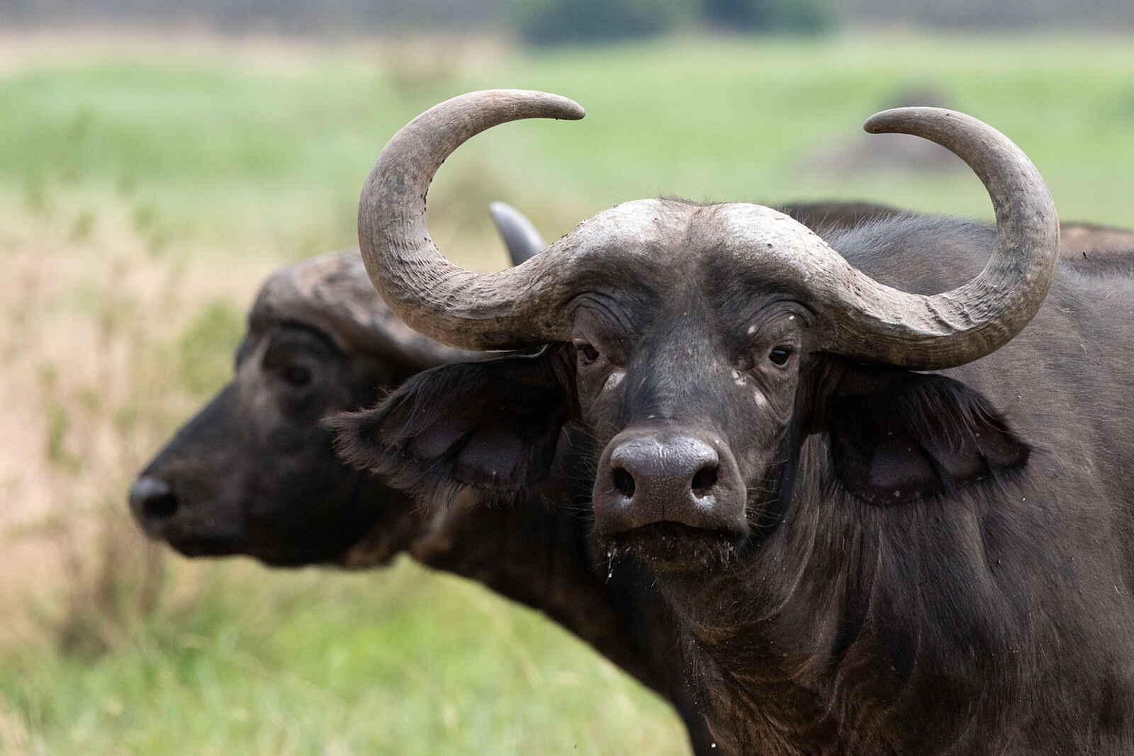 Magashi Camp: Büffel - Mitglied der Big Five Magashi Camp: Büffel - Mitglied der Big Five