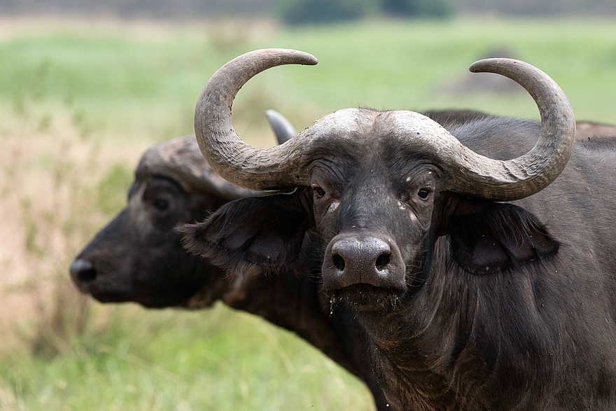 Magashi Camp: Büffel - Mitglied der Big Five Magashi Camp: Büffel - Mitglied der Big Five