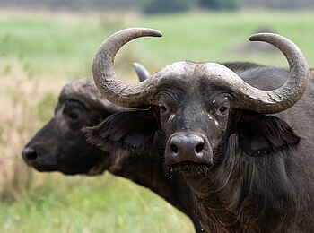 Magashi Camp: Büffel - Mitglied der Big Five