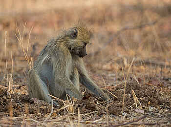 Nkonzi Bush Camp: Pavian Nkonzi Bush Camp: Pavian