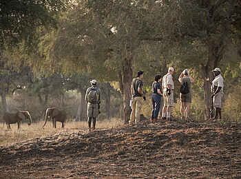 Nyamatusi Camp: Gäste auf Bushwalk mit Ranger und Elefanten Nyamatusi Camp: Gäste auf Bushwalk mit Ranger und Elefanten