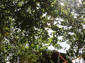 Ruzizi Tented Lodge: Blick zum Baumhaus-Zelt hinauf