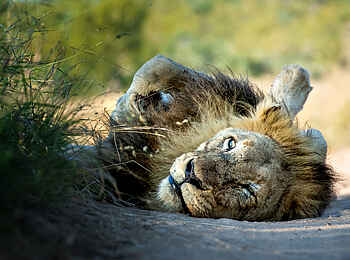 Singita Ebony Lodge: Fläzender Löwe Singita Ebony Lodge: Fläzender Löwe