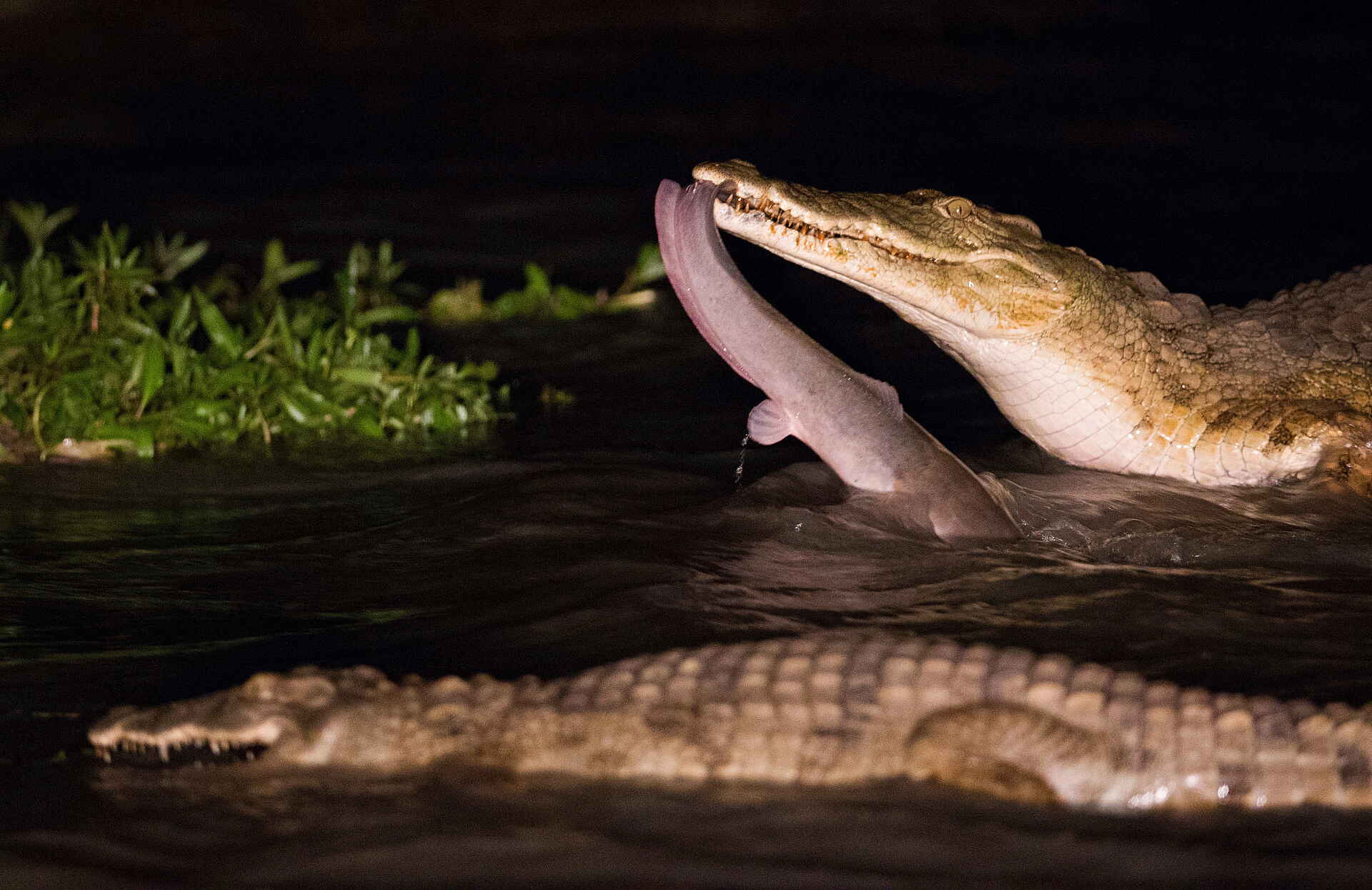 Afrikarma, Afrikarma Safaris, Afrikarma Safaris. Wildnis. Hautnah., afrikarma.de, Aktivitäten, Time + Tide Africa, Wildlife, Chinzombo, Gästeunterkünfte, Norman Carr Safaris, Time + Tide Chinzombo