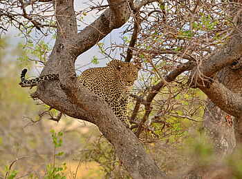 Campi ya Kanzi Lodge: Leopard Campi ya Kanzi Lodge: Leopard