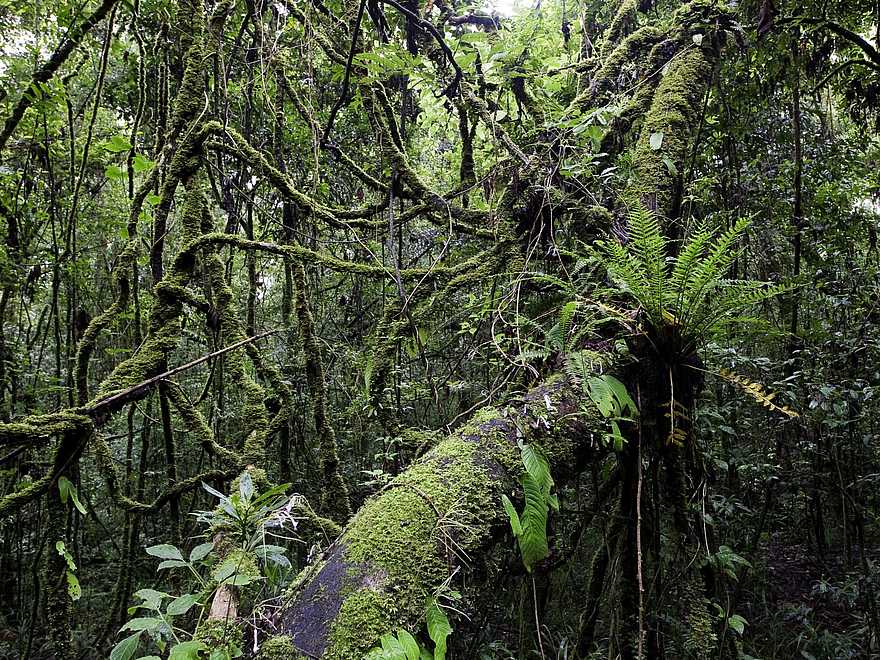 Chelinda Lodge: Dichte Vegetation Chelinda Lodge: Dichte Vegetation