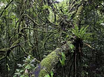 Chelinda Lodge: Dichte Vegetation