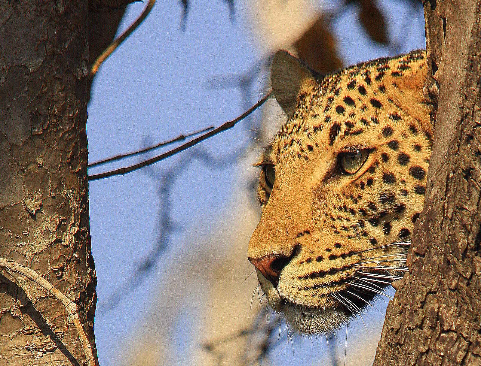 Chobe Elephant Camp: Leopard Chobe Elephant Camp: Leopard