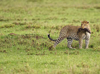 Dunia Camp: Leopard mit Beute