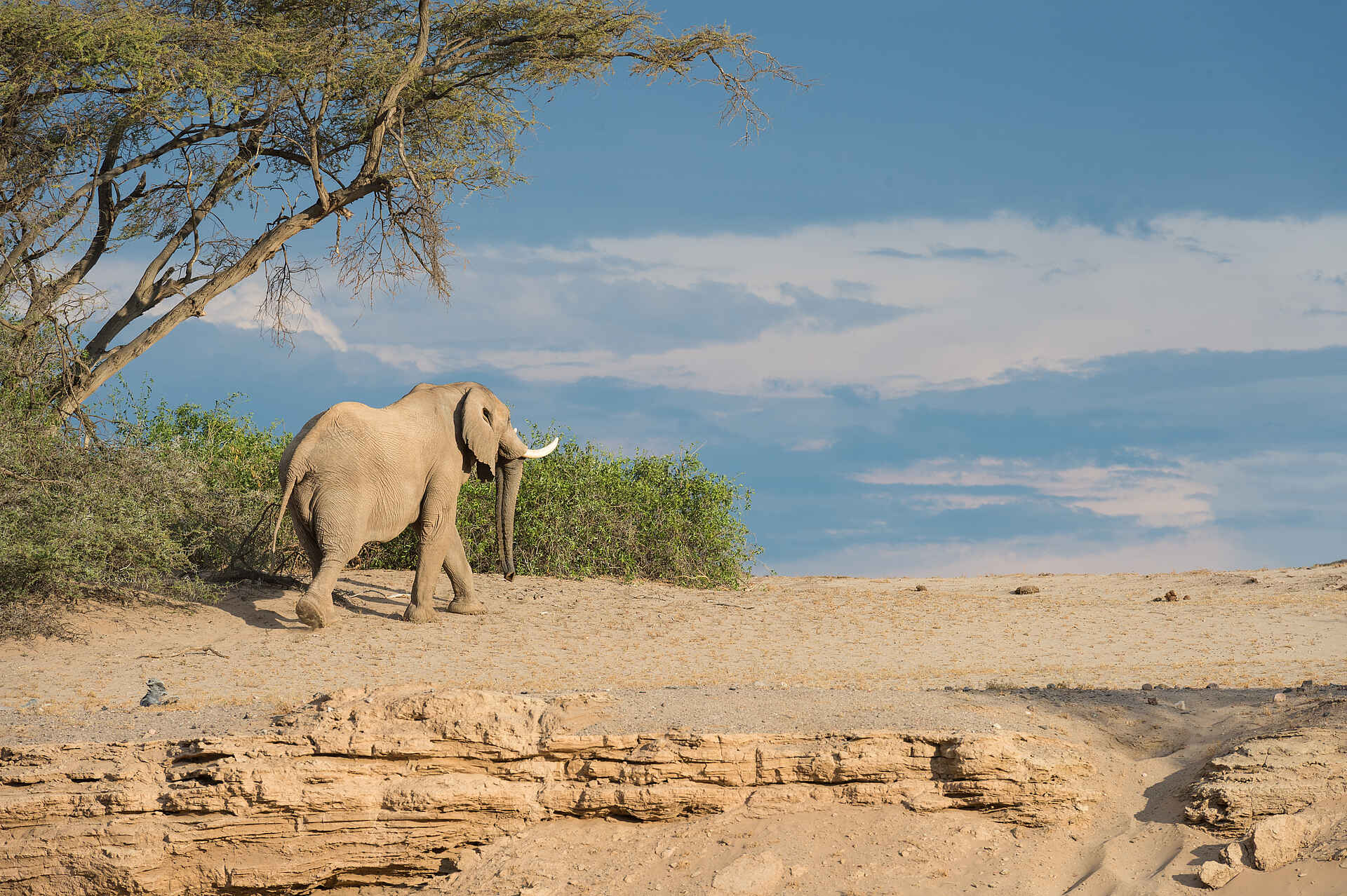 Hoanib Skeleton Coast Camp: Dem Elefanten auf der Spur