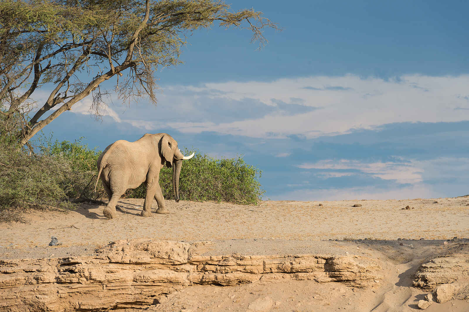 Hoanib Skeleton Coast Camp: Dem Elefanten auf der Spur Hoanib Skeleton Coast Camp: Dem Elefanten auf der Spur