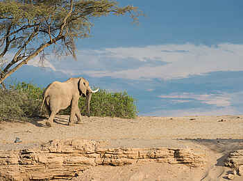 Hoanib Skeleton Coast Camp: Dem Elefanten auf der Spur Hoanib Skeleton Coast Camp: Dem Elefanten auf der Spur