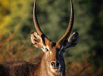 Safari Kambaku Safari Lodge: Wasserbock