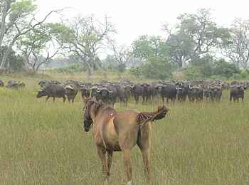 Kujwana Camp: Büffelherde und Pferd