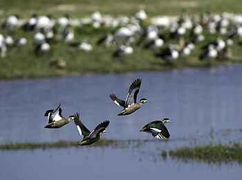 Little Makalolo Camp: Hottentotenente Little Makalolo Camp: Hottentotenente