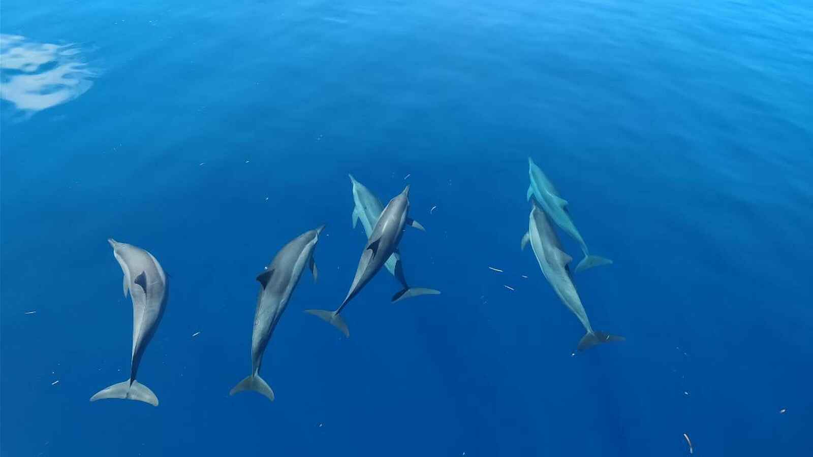 LUX Le Morne: Delphine beobachten LUX Le Morne: Delphine beobachten