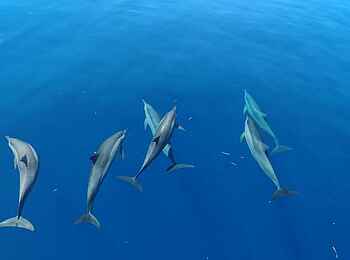 LUX Le Morne: Delphine beobachten LUX Le Morne: Delphine beobachten