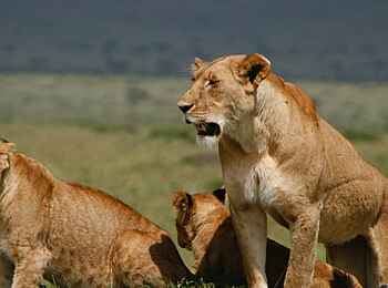 Mahali Mzuri: Löwenfamilie