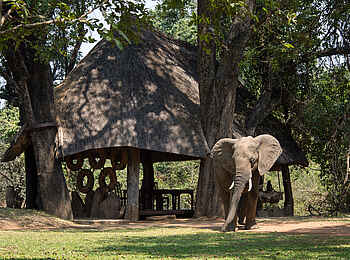 Nkwali Camp: Elefant im Camp