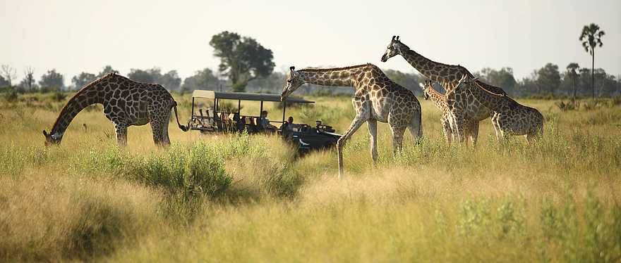 Nxabega Okavango Tented Camp: Gruppe von Giraffen Nxabega Okavango Tented Camp: Gruppe von Giraffen