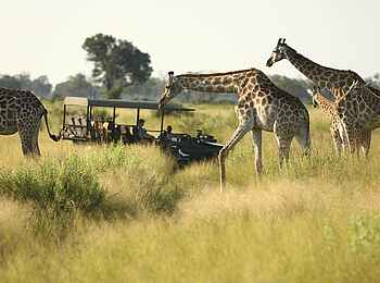 Nxabega Okavango Tented Camp: Gruppe von Giraffen