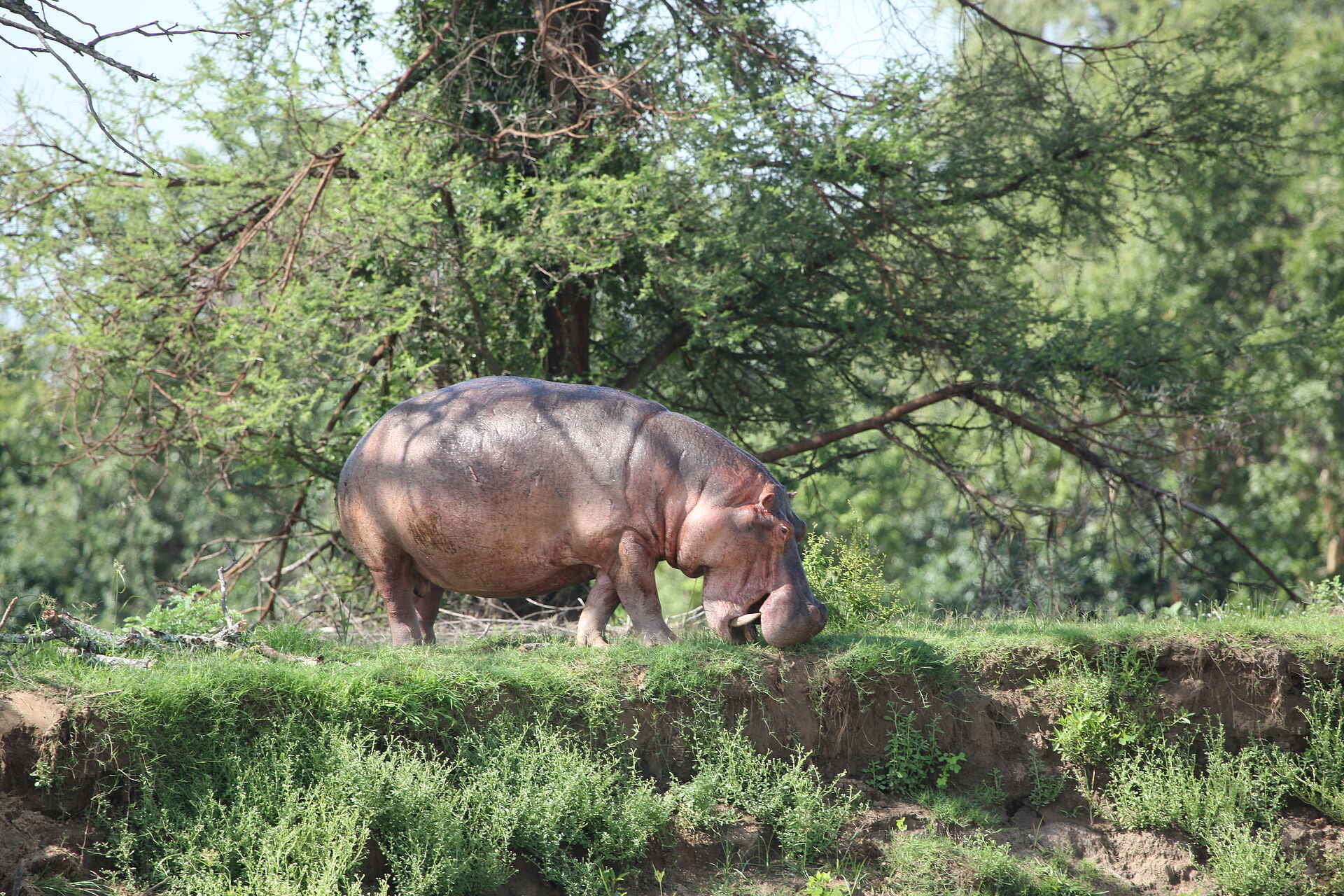 Robin Pope River Journeys: Nilpferd am Ufer