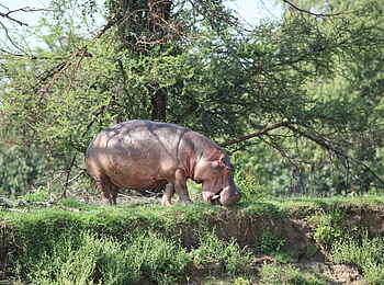 Robin Pope River Journeys: Nilpferd am Ufer