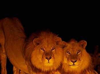 Shinde Footsteps: Zwei Löwen Shinde Footsteps: Zwei Löwen