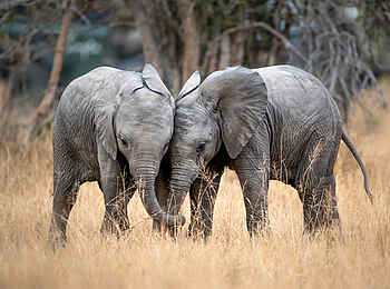 Singita Elela Luxury Lodge: Zwei junge Elefanten Singita Elela Luxury Lodge: Zwei junge Elefanten