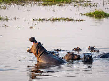 Wilderness Mokete Camp: Nilpferde