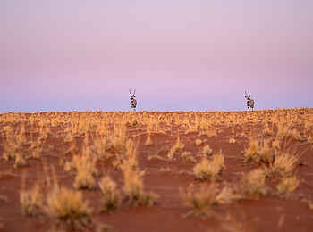 Wolwedans Desert Lodge: Oryx Antilopen Wolwedans Desert Lodge: Oryx Antilopen