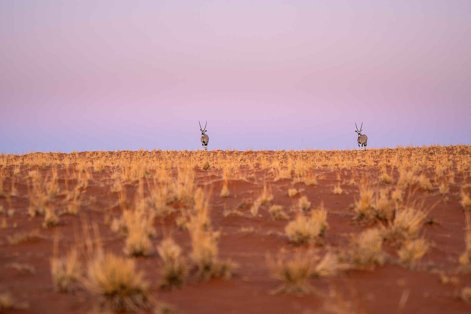 Wolwedans Desert Lodge: Oryx Antilopen Wolwedans Desert Lodge: Oryx Antilopen