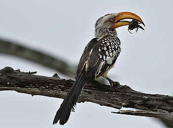 Chilo Ivory Trail Adventure: Hornbill mit Käferbeute