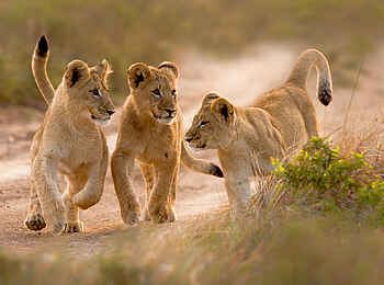 Kariega Settlers Drift Lodge: Löwenjunge beim Spielen