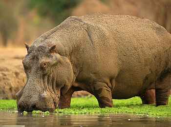 Kavinga Safari Camp: Nilpferd Kavinga Safari Camp: Nilpferd