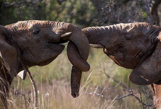 Makweti Safari Lodge: Elefantenfreundschaftsbändchen Makweti Safari Lodge: Elefantenfreundschaftsbändchen