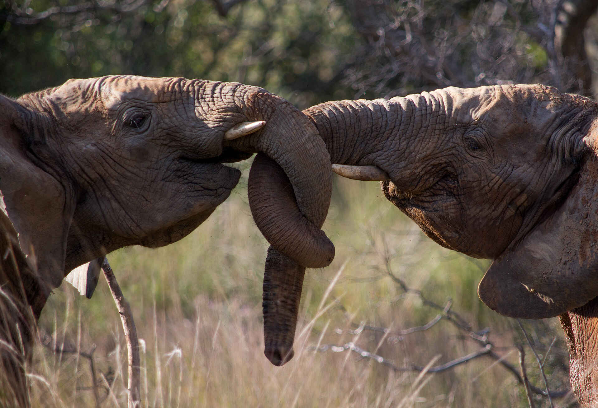 5 Sterne, Big Five, Lodge, Safari, Welgevonden, Welgevonden Game Reserve, Elefanten, Wildlife, Afrikarma, Afrikarma Safaris, Afrikarma Safaris - Wildnis. Hautnah., Afrikarma.de